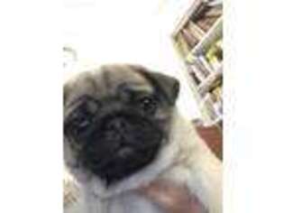 Pug Puppy for sale in Castle Hayne, NC, USA