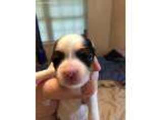 Biewer Terrier Puppy for sale in Tulsa, OK, USA