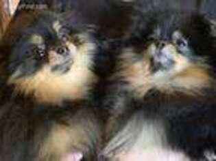 Pomeranian Puppy for sale in Palm Desert, CA, USA