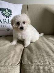 Bichon Frise Puppy for sale in Raleigh, NC, USA