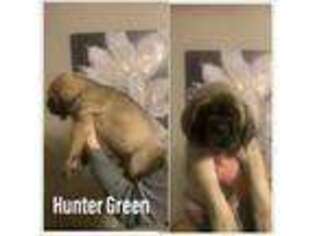 Mastiff Puppy for sale in Goshen, OH, USA