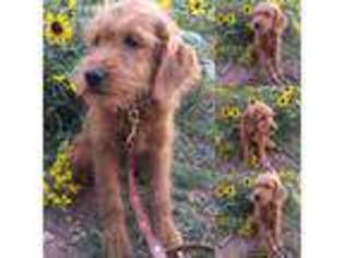 Labradoodle Puppy for sale in Canon City, CO, USA
