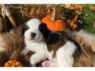 Saint Bernard Puppy for sale in Williamstown, WV, USA