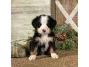 Bernese Mountain Dog Puppy for sale in Wolcott, IN, USA