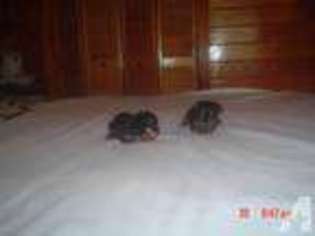 Yorkshire Terrier Puppy for sale in HARRISBURG, AR, USA