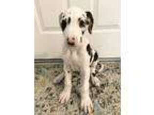 Great Dane Puppy for sale in Sunriver, OR, USA