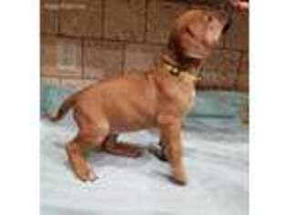 Rhodesian Ridgeback Puppy for sale in Meridian, ID, USA