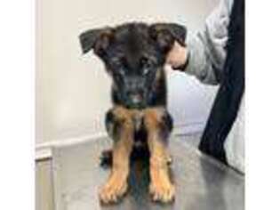 German Shepherd Dog Puppy for sale in Tracy, CA, USA