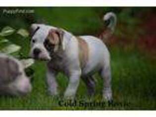 American Bulldog Puppy for sale in Crown Point, NY, USA