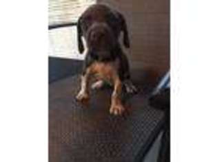 German Shorthaired Pointer Puppy for sale in Lake Panasoffkee, FL, USA