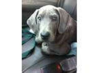 Great Dane Puppy for sale in Mendota, IL, USA