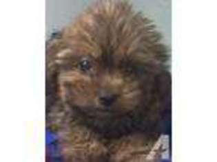 Yorkshire Terrier Puppy for sale in SARASOTA, FL, USA
