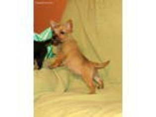 Norwich Terrier Puppy for sale in Walhalla, SC, USA
