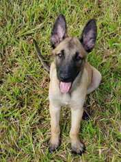 Belgian Malinois Puppy for sale in Citra, FL, USA