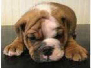 Bulldog Puppy for sale in Danville, NH, USA