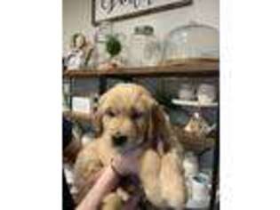Golden Retriever Puppy for sale in Rancho Cucamonga, CA, USA