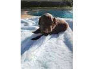 Portuguese Water Dog Puppy for sale in Hobe Sound, FL, USA