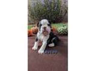Buggs Puppy for sale in Tucson, AZ, USA