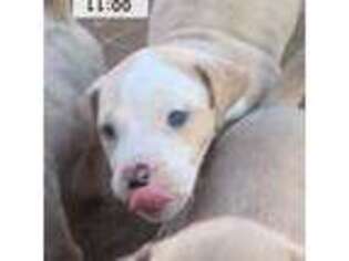 Mutt Puppy for sale in Big Spring, TX, USA