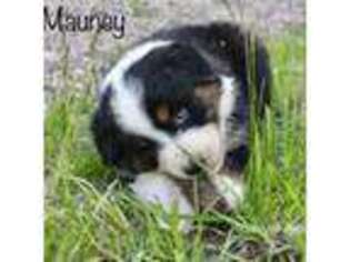 Mutt Puppy for sale in Lancaster, MN, USA