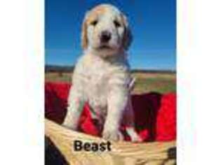 Goldendoodle Puppy for sale in Afton, OK, USA