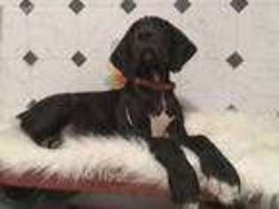 Great Dane Puppy for sale in Olivehurst, CA, USA