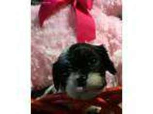 Cavalier King Charles Spaniel Puppy for sale in San Antonio, TX, USA