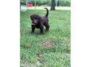 Labradoodle Puppy for sale in Guyton, GA, USA