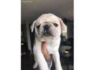 Pug Puppy for sale in Stockton, CA, USA
