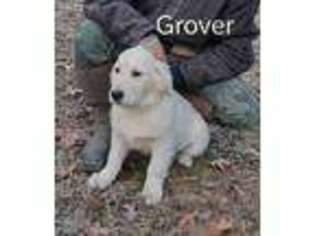 Mutt Puppy for sale in Spring Mills, PA, USA
