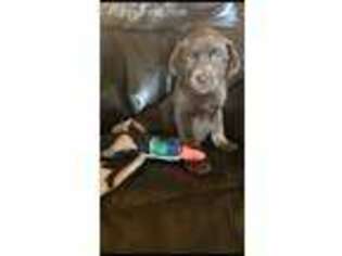 Labrador Retriever Puppy for sale in Xenia, IL, USA