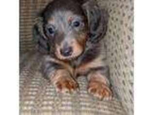 Dachshund Puppy for sale in Lebanon, PA, USA
