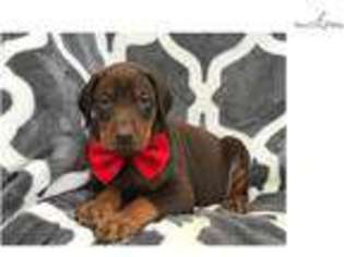 Doberman Pinscher Puppy for sale in Lancaster, PA, USA