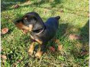 Doberman Pinscher Puppy for sale in Snellville, GA, USA