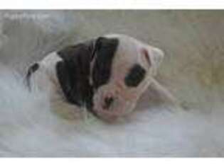 Valley Bulldog Puppy for sale in Caulfield, MO, USA