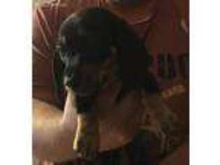 Dachshund Puppy for sale in Navarre, OH, USA