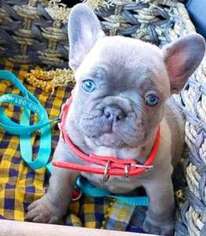 French Bulldog Puppy for sale in Canton, MI, USA