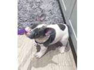 French Bulldog Puppy for sale in Wimauma, FL, USA