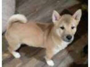 Shiba Inu Puppy for sale in Dallas, TX, USA