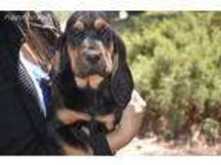 Bloodhound Puppy for sale in Banning, CA, USA