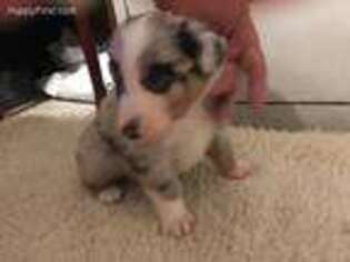 Australian Shepherd Puppy for sale in Austin, TX, USA