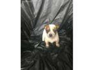 Australian Cattle Dog Puppy for sale in Grand Junction, TN, USA
