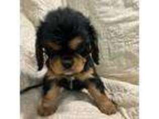Cavalier King Charles Spaniel Puppy for sale in Nipomo, CA, USA