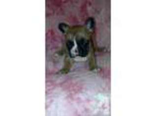 French Bulldog Puppy for sale in PORTAGEVILLE, NY, USA
