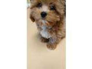 Cavapoo Puppy for sale in Mount Pleasant, SC, USA