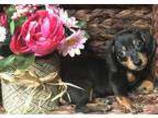 Dachshund Puppy for sale in Kingsport, TN, USA
