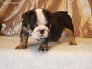 Bulldog Puppy for sale in Wharton, OH, USA