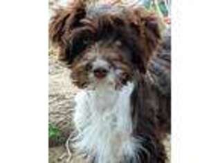 Mutt Puppy for sale in Wilder, ID, USA