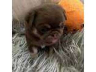 Pug Puppy for sale in Whitehall, PA, USA