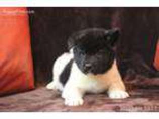 Akita Puppy for sale in Chesapeake, VA, USA